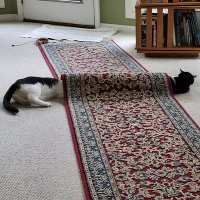 一只黑白相间的猫咪正躲在一块红色花纹地毯下面，只露出了头部和尾部，形成了有趣的视觉效果。猫咪的身体藏在卷起的地毯下，仿佛地毯变成了它的隧道。背景中可以看到白色的门、绿色的墙壁和一个木制书架，整个场景发生在铺着浅色地毯的家庭室内环境中。