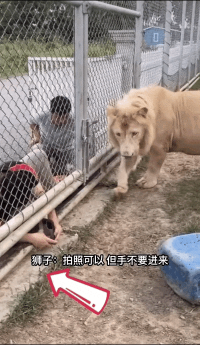 在动物园的围栏区域，有游客将身体和手探进围栏内拍照，一只浅色的狮子走到围栏旁，表情严肃，似乎在对游客的行为表示不满。图中配文“狮子：拍照可以但手不要进来”，用拟人化的方式调侃了游客不守动物园规则、过度靠近动物的行为，画面既有趣又暗含安全提醒的意味，没有双关或谐音梗。