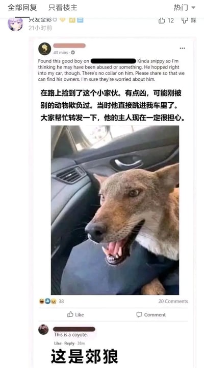 这是一张社交媒体截图，展示了一个有趣的误解场景。一位网友在路上发现一只动物跳进自己车里，误以为是被欺负的小狗，于是发帖求助寻找主人。帖子包含一张动物坐在汽车座椅上的照片，动物张嘴露齿，看起来有些凶猛。然而，评论区有人指出这其实是一只郊狼，而非家犬。图片中同时包含英文原文和中文翻译，形成了幽默的反差效果。