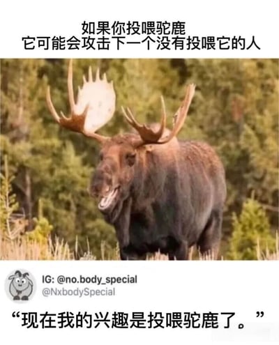 图片上方配有文字“如果你投喂驼鹿 它可能会攻击下一个没有投喂它的人”，中间是一张驼鹿的照片，驼鹿有着巨大的鹿角，张嘴露齿，表情略显凶猛，背景为绿色森林。图片底部有Instagram账号“IG: @no.body_special @NxbodySpecial”以及文字“现在我的兴趣是投喂驼鹿了。”，整体通过幽默的方式暗示投喂野生动物可能带来的潜在风险。