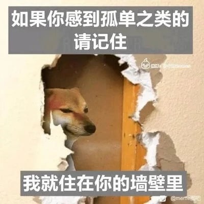 这是一张P图改编的静态图文混排梗图，画面主体是一只柴犬从墙壁的破洞里探出头，它的表情看起来蔫蔫的、无精打采。图中搭配上下两段文字，上方文字为“如果你感到孤单之类的请记住”，下方文字为“我就住在你的墙壁里”，用一种荒诞又有点暖心的方式，调侃孤单的情绪，给感到孤单的人提供一种另类的“陪伴感”，整体风格轻松诙谐，没有双关、谐音梗等内容。