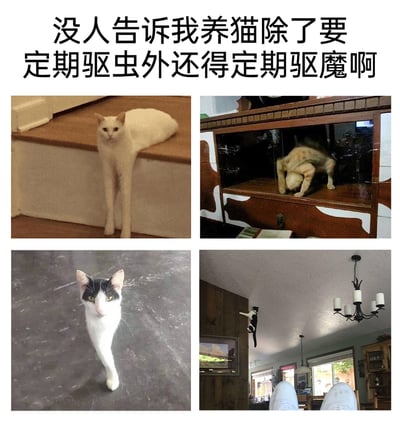 这是一张由四张照片拼接而成的图文混排梗图，顶部配文“没人告诉我养猫除了要定期驱虫外还得定期驱魔啊”，用调侃的语气吐槽猫咪因视觉错位产生的诡异模样：左上的猫咪趴在台阶上，身体被台阶遮挡，仅露出的两条长腿让它看起来像长了人类的下肢；右上的猫咪在玻璃柜内，身体扭曲的角度加上玻璃的反射效果，显得身体仿佛反向弯折，姿态怪异；左下的黑白猫咪站在反光地面上，地面反光和猫咪身体重合，看起来像是只有一条腿；右下的猫咪扒在墙角，特殊的拍摄角度让它看起来像是“贴”在天花板上，违背日常认知。这些都是视觉错位带来的趣味错觉，配文用“驱魔”来调侃猫咪仿佛被“附身”的诡异形象，充满搞笑效果。