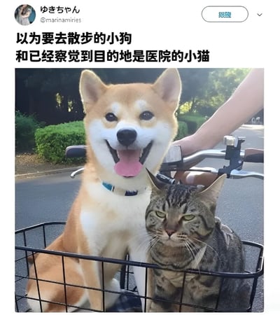 图片中展示了一只开心的柴犬和一只警惕的虎斑猫坐在自行车前篮里的有趣对比。柴犬张着嘴吐着舌头，眼神明亮，看起来非常兴奋，似乎以为要去散步；而旁边的虎斑猫则眯着眼睛，表情严肃，带着明显的怀疑和警惕，仿佛已经察觉到真实目的地可能是医院。这种动物间的情绪反差形成了强烈的喜剧效果。