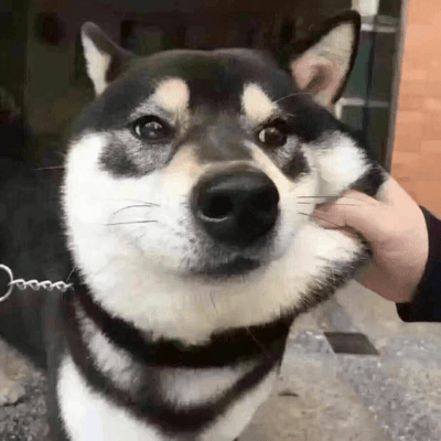 一只黑白毛色的柴犬特写，它的脸颊被一只人手轻轻抚摸。狗狗表情平静，眼神温和地注视着前方，脖子上戴着黑色项圈，项圈上挂着金属链。背景模糊，隐约可见建筑物和地面，整体画面温馨可爱。