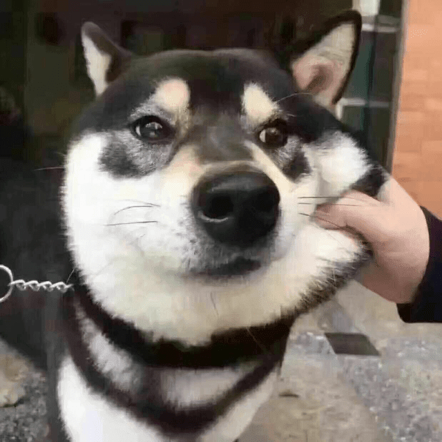 被抚摸脸颊的柴犬