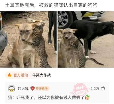 这是一张来自社交平台的图文混排梗图，由两张现场照片拼接而成，呈现了土耳其地震救援后，一只被救的猫咪紧紧抱住自家狗狗的温情场景，猫咪的动作传递出劫后余生重逢的安心与依赖。下方搭配了网友“韩天线”的神评论：“猫：吓死我了，还以为你被有钱人救去了”，用调侃当下“宠物被富裕人士领养”的社会话题的方式，给原本暖心的画面增添了搞笑趣味，让温情场景变得诙谐轻松。