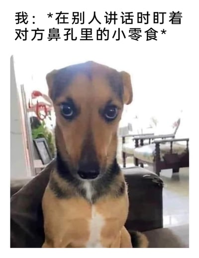 这是一张用于调侃社交场景中走神状态的搞笑表情包，上方配有文字“我：*在别人讲话时盯着对方鼻孔里的小零食*”，下方是经过P图改编的合成图像，将人的脸部特征与狗的身体拼接在一起，这只合成的“动物”睁着圆溜溜的眼睛，直勾勾地看向镜头，眼神专注又带着一丝呆滞，生动且夸张地表现出在他人讲话时，自己注意力跑偏、盯着奇怪地方走神的滑稽状态，精准戳中人际交往中偶尔会出现的尴尬又搞笑的瞬间，适合在社交聊天中用来调侃自己或他人的走神行为。