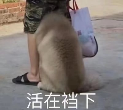 图片中一位穿着迷彩短裤和黑色凉鞋的人站在水泥地面上，一只浅棕色的大狗正乖巧地蹲坐在主人双腿之间，主人手中提着一个白色购物袋。图片底部配有文字'活在裆下'，利用谐音梗将'当下'替换为'裆下'，幽默地描述了狗狗处于主人裆下的姿势，形成了有趣的视觉双关。