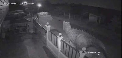 这是一张夜间监控拍摄的黑白截图，画面中围栏外侧的物体因昏暗光线与拍摄角度，呈现出类似大型恐龙趴在围栏边的视觉效果，营造出惊悚又滑稽的反差感，实际是普通物体形成的视觉错位，让日常场景变得充满戏剧性。