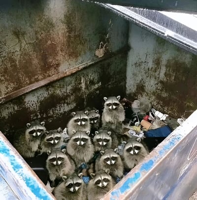 一张拍摄于垃圾桶内部的照片，十几只浣熊挤在布满锈迹和污渍的金属垃圾桶里，周围散落着塑料袋、纸盒等垃圾。所有浣熊都不约而同地抬起头，圆溜溜的眼睛直视镜头，表情严肃又带点呆萌，仿佛一群被抓包的‘小偷’，画面既滑稽又充满戏剧性。