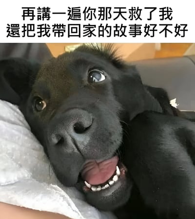 图片上方有一行中文文字："再講一遍你那天救了我還把我帶回家的故事好不好"。下方是一只黑色的狗，它有着一双异色瞳（一只蓝色，一只棕色），正躺在白色的毯子上，张着嘴露出牙齿，抬头向上看，表情显得十分期待和可爱。