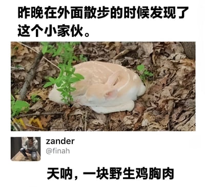 图片上方文字为‘昨晚在外面散步的时候发现了这个小家伙。’，中间是一张真实拍摄的照片：一只浅色小鹿蜷缩在干枯的落叶上，周围有绿色杂草，小鹿身体呈浅粉色，姿态显得十分可爱。图片下方显示用户名‘zander @finah’及评论文字‘天呐，一块野生鸡胸肉’，通过将小鹿的颜色和形状幽默地比作鸡胸肉，形成强烈的搞笑反差效果。