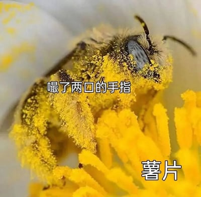 一张特写照片，展示了一只蜜蜂正在花朵中采集花粉，全身沾满了黄色的花粉颗粒。图片上叠加了两行幽默文字："嘬了两口的手指"和"薯片"，通过比喻将沾满花粉的蜜蜂形象与人们吃完薯片后沾满调味料的手指联系起来，制造出有趣的视觉幽默效果。
