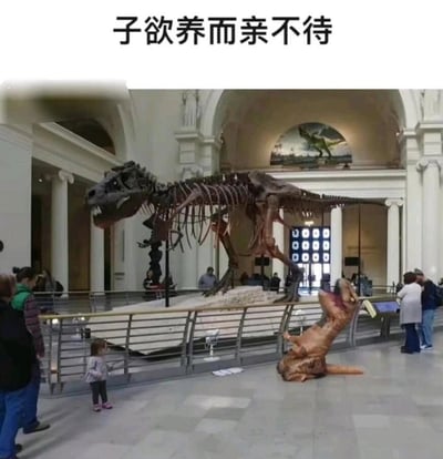 这张图片拍摄于博物馆展厅内，中央展台上静态陈列着一具大型霸王龙化石骨架，骨架前方的地面上，有一位穿着霸王龙玩偶服的人坐在地上，仰头张嘴，姿态仿佛在对着骨架悲痛呼唤。图片顶部配有文字“子欲养而亲不待”，将玩偶服的恐龙拟人化，把化石骨架设定为它已故的亲人，用经典的亲情诗句和恐龙的场景进行结合，制造出荒诞又带有反差感的搞笑效果。展厅内还有其他参观的游客和小孩，大家各自进行参观活动，和这个趣味场景形成对比，进一步烘托了画面的搞笑氛围。