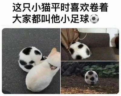 这张图由三张真实拍摄的照片拼接而成，展示了一只黑白花色的奶牛猫。当这只猫咪蜷缩起来时，其黑白斑块的外形与足球高度相似。图上方配有文字“这只小猫平时喜欢卷着 大家都叫他小足球⚽️”，用形象的趣味比喻调侃猫咪蜷缩时的可爱外形，风格治愈又搞笑。