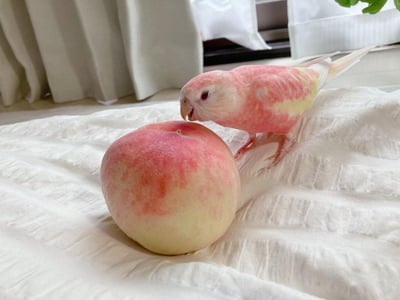 一只毛色呈粉黄渐变、酷似水蜜桃的秋草鹦鹉，站在白色纹理布料上，凑近一颗新鲜的水蜜桃，低头好奇打量着桃子。鹦鹉的粉色羽毛和桃子的粉红外皮高度呼应，画面软萌治愈，充满巧合带来的趣味，没有双关或谐音梗内容。
