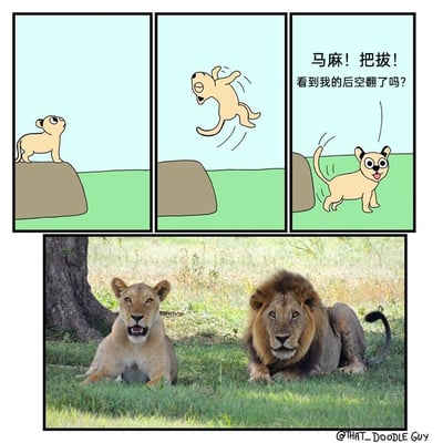 这是一幅具有反差感的搞笑拼接作品，上半部分为三格连环卡通漫画：第一格中一只卡通小狮子站在土坡顶端，似乎准备展示动作；第二格它在空中完成后空翻，动作活泼；第三格它落地后兴奋地转向一侧，呼喊着“马麻！把拔！看到我的后空翻了吗？”，满是想要获得父母认可的期待。下半部分是一张真实的野生动物摄影照片，狮妈妈和狮爸爸趴在树下的草地上，狮妈妈嘴巴微张，表情平淡，狮爸爸则一脸冷漠，二者完全没有回应小狮子的热情，这种孩子的热切与家长的冷漠形成强烈反差，制造出荒诞搞笑的效果，调侃了现实中孩子热情展示却得不到父母积极回应的常见场景。