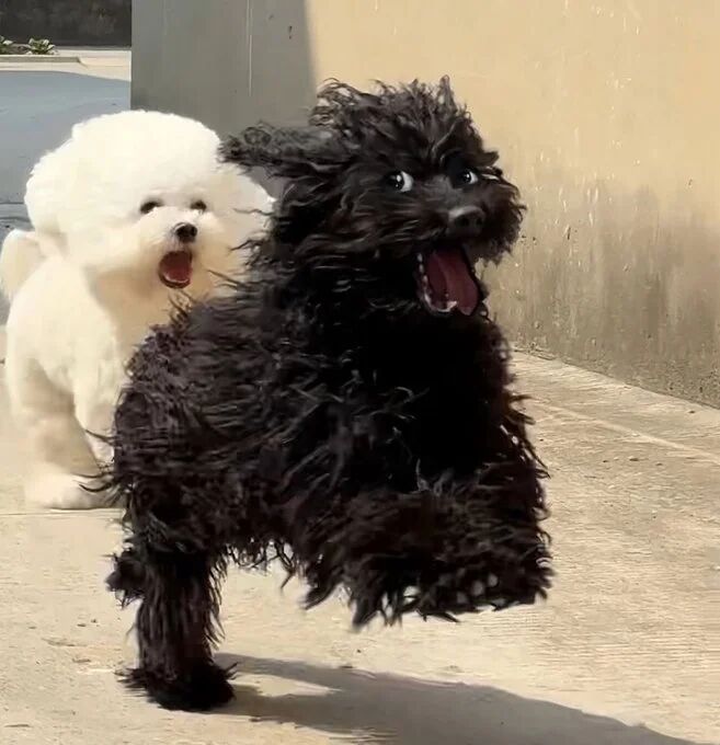 白色卷毛狗