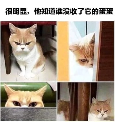图片为2x2网格的多图拼接，展示了四张橘白猫咪的照片。顶部配有文字'很明显，他知道谁没收了它的蛋蛋'。猫咪们分别呈现出愤怒、严肃、警惕的表情，姿态各异：有的蹲坐在桌下，有的从家具后偷偷张望，有的眼神锐利锁定前方，仿佛在寻找没收它'蛋蛋'（可能指绝育）的人。整体通过拟人化手法，营造出猫咪'记仇'的搞笑效果。