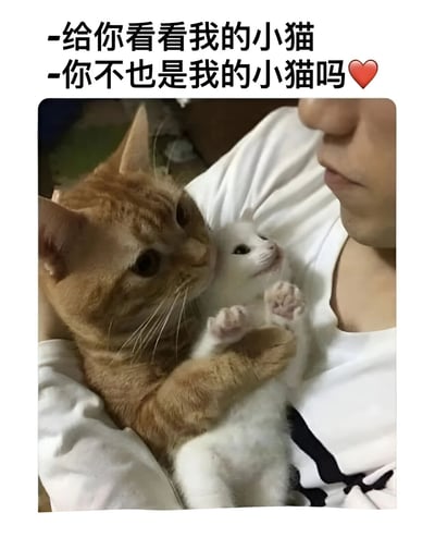 图片上方有两行文字对话："给你看看我的小猫"和"你不也是我的小猫吗❤️"。图片主体是一个人穿着白色衣服抱着两只猫，一只橘猫正温柔地抱着一只小白猫，画面温馨甜蜜。这是一种常见的用宠物互动来比喻情侣间亲密关系的表达方式。