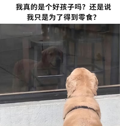 图片上方有一行黑色文字："我真的是个好孩子吗？还是说我只是为了得到零食？"。下方是一只金毛犬正站在玻璃门前，凝视着自己在玻璃中的倒影，仿佛在进行深刻的自我反思。这种将人类内心独白赋予动物的表现手法，营造出一种幽默又可爱的效果，让人不禁会心一笑。