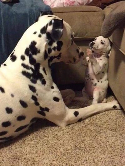 图片中一只体型较大的斑点狗（达尔马提亚犬）侧躺在地毯上，头部微微低下，正与一只站立在后腿上的小斑点狗互动。小斑点狗前爪抬起，似乎在轻轻触碰大斑点狗的鼻子，画面充满温馨可爱的氛围。背景可见棕色沙发和蓝色毯子，整体场景展现了宠物间的亲密瞬间，传递出温暖治愈的感觉。