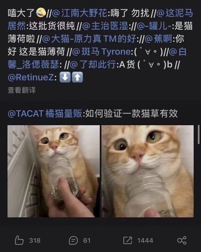 这是一张来自国内社交平台的截图，内容分为上下两部分。上半部分是多条用户的转发互动评论，网友们用“嗑大了”“嗨了 勿扰”“这批货很纯”“A货”这类通常用来形容人接触违禁品的玩笑话术，来拟人化调侃这款猫薄荷的强效，还有用户点明“是猫薄荷啦”，整体评论区充满玩梗的趣味氛围。下半部分是用户@TACAT橘猫量贩发布的主体内容，配文为“如何验证一款猫草有效”，并附带两张橘猫的对比实拍图：第一张图里，一只橘猫正凑近被人拿着的装有猫薄荷的玻璃瓶，眼神状态正常；第二张图中，这只橘猫将脸埋在玻璃瓶口，眼睛瞪大，神态呈现出明显的亢奋与陶醉，直观地展示了这款猫薄荷对猫的强烈作用。该内容获得了318个点赞、61条评论以及1444次转发，通过拟人化玩梗和宠物的真实反差状态，制造出轻松搞笑的效果，吸引宠物爱好者互动。