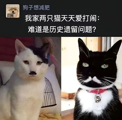 这张梗图展示了两只表情严肃的黑白猫，左边的猫脸上有黑色的类似胡子的斑纹，右边的猫戴着红色项圈。图片上方配有文字'我家两只猫天天爱打闹：难道是历史遗留问题？'，通过拟人化的方式调侃两只猫之间的打闹，仿佛它们之间有历史恩怨。