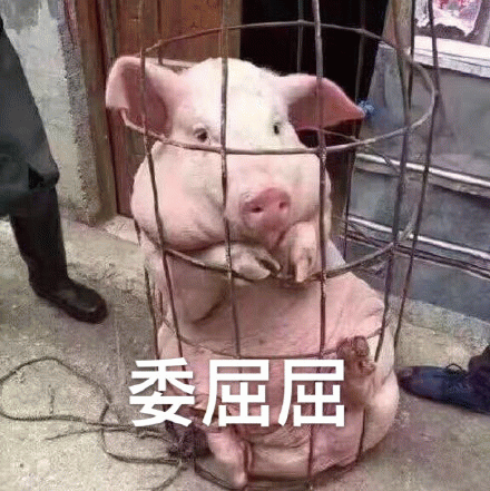笼子里委屈巴巴的猪