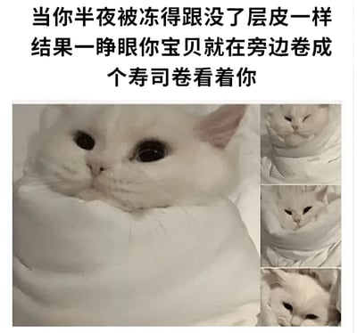 图片上方配有文字：'当你半夜被冻得跟没了层皮一样 结果一睁眼你宝贝就在旁边卷成个寿司卷看着你'。下方主体为一张白猫被白色被子紧紧包裹的特写照片，猫咪只露出头部，双眼睁大平静地注视前方，身体被卷成紧实的圆柱形，形似寿司卷。右侧拼接了三张较小的同一场景不同角度的照片，均展示猫咪卷在被子中的寿司卷造型，整体营造出宠物霸占被子导致主人受冻的搞笑场景。