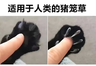 图片上方配有文字“适用于人类的猪笼草”，下方分为左右两格对比图。左侧图中一只人类手指正在轻轻触摸一只黑色的猫爪，此时猫爪的爪子处于收缩状态，毛茸茸的肉垫清晰可见；右侧图中是同一情境，但猫爪的爪子已完全伸出，尖锐的爪尖张开，仿佛形成一个“陷阱”。图片通过幽默的比喻，将猫咪被触摸时伸出爪子的反应比作能捕捉昆虫的猪笼草，暗示人类手指“不慎落入”猫爪“陷阱”的有趣场景。