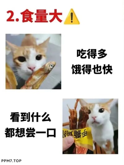 这是一张以猫咪食量大为主题的趣味图文，采用多图拼接+配文的形式呈现。顶部用红色字体搭配黄色警示图标标注“2.食量大”，左上角是一只橘白猫咪叼着小鱼干的图片，右侧配文“吃得多 饿得也快”；右下角是同一只橘白猫咪看着面前肉干的图片，左侧配文“看到什么都想尝一口”，生动幽默地展现出猫咪贪吃、食量较大且容易饥饿的日常状态，图片左下角带有“PPM7.TOP”的水印。