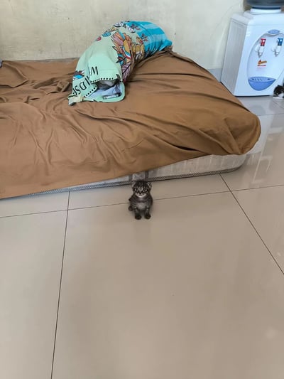一只灰色小奶猫站在米白色瓷砖地板上，正直勾勾地盯着镜头，表情带着一丝警惕和好奇。它身后是一张铺着棕色床单的床，床上有一个蓝绿色为主色调、印有彩色图案的枕头，枕头上能看到部分文字"MIDAS"。床的右侧有一个白色的饮水机，整体场景像是普通家庭的卧室或客房。
