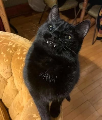 一只纯黑色猫咪坐在带有花纹的黄色沙发扶手上，仰头向上凝视，嘴巴微张露出两颗小巧尖牙，绿色眼睛圆溜溜的，表情既狡黠又带着几分可爱。背景可见木质地板和几把椅子，整体场景是温馨的家庭室内环境。