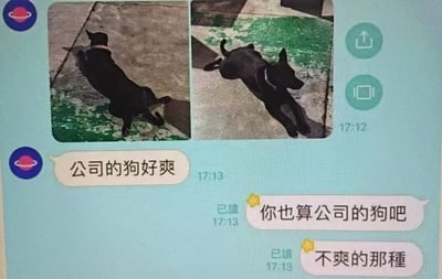 图片展示了一段社交媒体聊天记录截图，界面中包含两张黑色狗狗的照片和三条对话消息。左侧照片中，黑色狗狗戴着红色项圈趴在带有绿色苔藓的地面上，右侧照片中狗狗则四肢伸展趴在水泥地上，姿态放松。对话内容为：“公司的狗好爽”（17:13发送），随后回复“你也算公司的狗吧”和“不爽的那种”，通过对比公司狗狗的惬意状态与打工人的无奈，形成幽默反差。