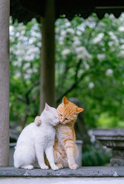 两只猫咪在花园中依偎在一起，一只白色猫咪和一只橘色猫咪相互依偎，橘猫正用头亲昵地蹭着白猫的脸颊，画面温馨治愈。背景是郁郁葱葱的绿色植物和盛开的白色花朵，营造出宁静自然的氛围。猫咪们坐在一个有柱子的石制平台上，整体色调柔和，充满春日气息。