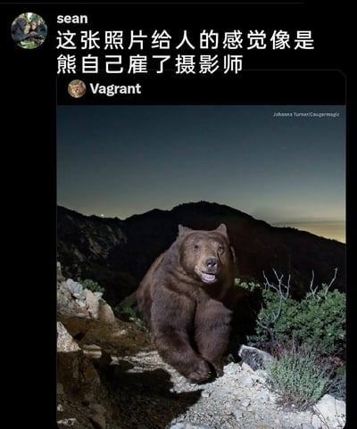 这是一张社交媒体截图，用户Vagrant分享了一张野外棕熊的摄影作品，照片拍摄于暮色时分的山地环境中，一只棕熊正朝着镜头方向移动，嘴巴微张，神态放松，看起来像是对着镜头摆拍；用户sean看到这张照片后留下有趣评论：“这张照片给人的感觉像是熊自己雇了摄影师”，巧合的拍摄角度和棕熊的神态让这张野外照片有了专业人像摄影的既视感，显得十分有趣。