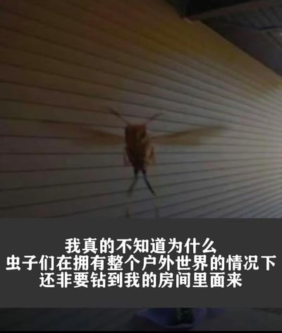 这张图的上半部分是一只停在卷帘门上的蜂类飞虫，下半部分配有白色吐槽文字：“我真的不知道为什么虫子们在拥有整个户外世界的情况下还非要钻到我的房间里面来”，精准表达了多数人面对虫子莫名闯入室内时的无奈与困惑，图中没有双关、谐音梗或暗示类内容。