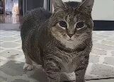 一只虎斑猫站在铺有浅色瓷砖的地面上，身体微微前倾，双眼直视镜头，表情中透着一丝警惕又夹杂着好奇。背景较为模糊，隐约能看出是室内环境，可能是家庭或公共场所的地面。猫咪的毛发纹理清晰，姿态自然，给人一种生动可爱的感觉。