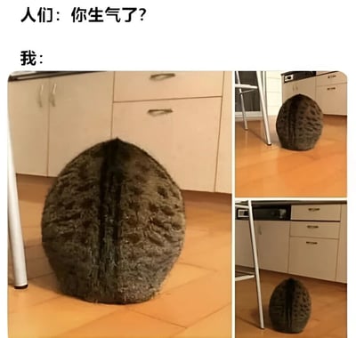 图片上方有两行文字，分别是“人们：你生气了？”和“我：”。下方是三张拼接的照片，内容为一只猫将身体蜷缩成完美的核桃形状，背部朝向镜头，毛发纹理与核桃外壳相似。通过猫咪形似核桃的有趣造型，幽默地表达了当被问及是否生气时，自己其实只是像核桃一样“缩起来”的状态，而非真的生气。