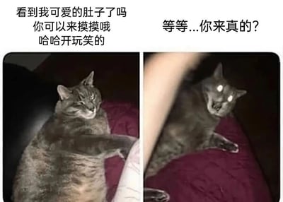 这是一张左右对比的猫咪梗图。左图中一只灰猫仰躺在红色垫子上，露出肚子眯眼微笑，配文"看到我可爱的肚子了吗 你可以来摸摸哦 哈哈开玩笑的"；右图中同一只猫表情突变，瞪大眼睛露出惊恐神色，上方配文"等等...你来真的?"，画面左侧有一只手正伸向猫肚子。通过猫咪前后表情的强烈反差制造幽默效果，展现了猫咪
