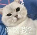 委屈猫咪问'你凶我？'