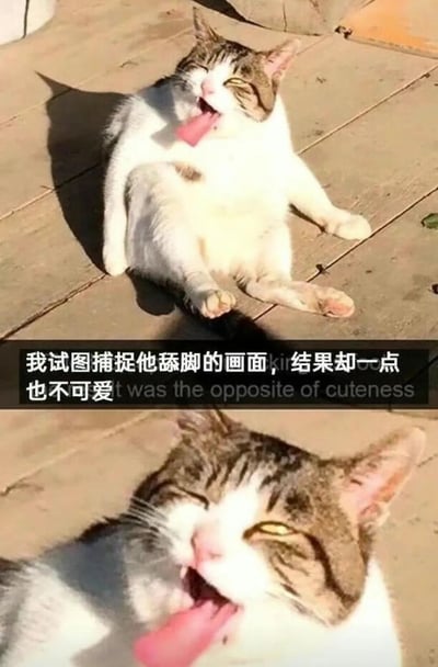 这是一张上下拼接的对比梗图，上图展示了一只白棕花色的胖猫咪瘫在户外的水泥地面上，吐着舌头似乎在舔脚，姿态放松；下图是拉近的特写镜头，猫咪的表情和姿势显得格外滑稽，完全没有预想中的可爱感。图中配文“我试图捕捉他舔脚的画面，结果却一点也不可爱”，通过预期与现实的反差，制造出搞笑的效果，让人忍俊不禁。