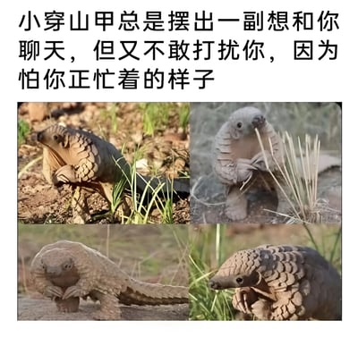 图片上方配有文字“小穿山甲总是摆出一副想和你聊天，但又不敢打扰你，因为怕你正忙着的样子”，下方是四张不同角度的小穿山甲照片。每张照片中的穿山甲都呈现出略带犹豫、小心翼翼的姿态，有的抱着前爪望向一侧，有的嘴里叼着草茎，有的蜷缩身体，仿佛在模拟人们想主动交流又担心对方忙碌的纠结心情，整体营造出可爱又略带委屈的氛围。