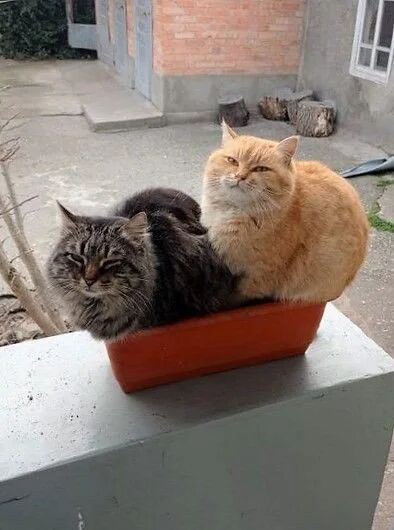 两只猫咪舒适地挤在一个橙色长方形花盆里，花盆放置在灰色水泥台面上。左边是一只灰黑色虎斑猫，眯着眼睛，表情放松；右边是一只橘色猫咪，坐姿端正，神态慵懒。背景可见砖墙建筑、水泥地面和一些树桩，整体呈现出温馨悠闲的户外氛围。