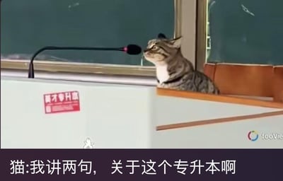 这是一张经过文字加注的视频截图，画面呈现的是教室讲台场景：一只狸花猫认真地趴在讲台边缘，正对着讲台上的麦克风，仿佛即将发言。讲台侧面贴着红色的“英才专升本”标识，图片下方配有拟人化的文字：“猫:我讲两句，关于这个专升本啊”。通过将猫咪拟人化为讲师的创意，结合专升本的场景，制造出诙谐搞笑的效果，精准贴合专升本相关的学习话题，能让关注、备考专升本的群体产生共鸣，用轻松的方式调侃相关的学习压力或话题。