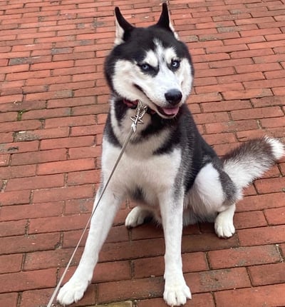 一只黑白相间的哈士奇犬坐在红色砖块铺成的地面上。它有着明亮的蓝色眼睛，耳朵竖立，嘴巴微张并露出舌头，表情显得友好而警觉。脖子上戴着红色项圈，项圈上连接着银色牵引绳。背景是整齐排列的红色砖块，整体画面清晰，展现了宠物狗的可爱姿态。
