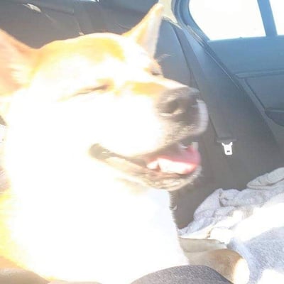 一只柴犬坐在汽车后座，沐浴在透过车窗洒入的阳光中。它眯着眼睛，嘴巴张开，舌头微微伸出，露出一副非常享受和开心的表情。车内座椅为深色，旁边放置着一件灰色的衣物。整体画面充满温暖和治愈感，展现了宠物在日常出行中的惬意瞬间。