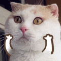 猫咪眨眼比心动画