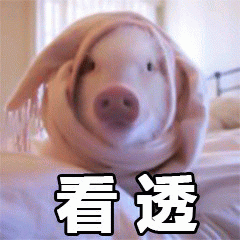 裹毯猪看透一切表情包